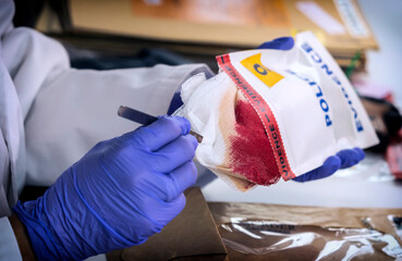 Forensic investigator removes from evidence bag some gauze impregnated with blood of murder victim...