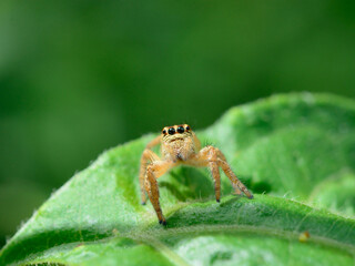 Jumping Spider