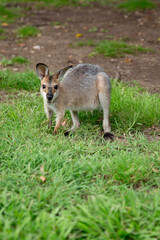 Kangaroo on the grass
