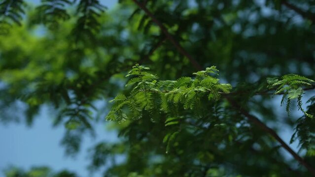 スロー映像：太陽の光に照らされたメタセコイアの葉っぱ