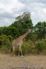 Giraffes in Tsavo East and Tsavo West National Park Kenya