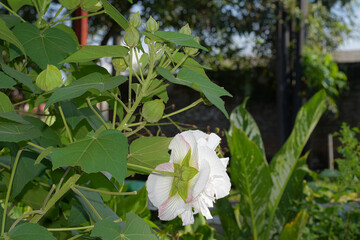 Obraz premium Hibiscus mutabilis flower blooming white color in the garden