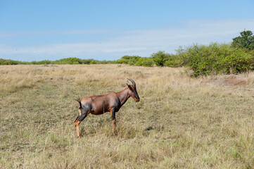 Topi Antelope in the savannah of Africa