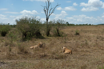 Fototapeta premium lions couple in the savannah of Kenya