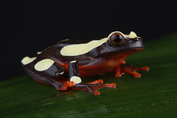 Portrait of a Clown Treefrog on a leaf
