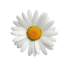 daisy isolated on transparent background, png