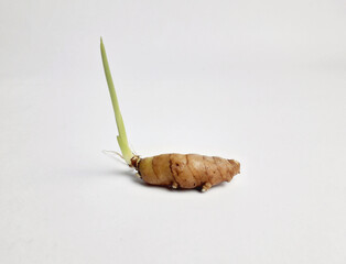 shoots growing from ginger rhizome
