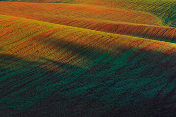 Crop field with herbs growing making waves, with the evening sun creating beautiful shadows and...