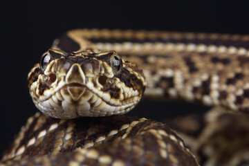 Portrait of a South American Rattlesnake
