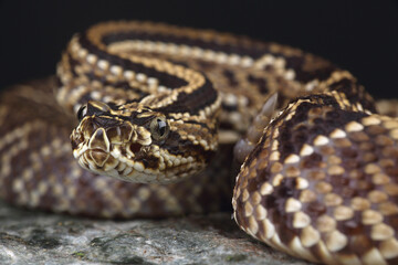 Portrait of a South American Rattlesnake on a rock
