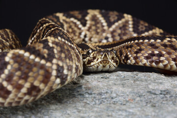 Portrait of a South American Rattlesnake on a rock
