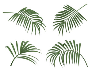 Fototapeta na wymiar palm leaves 