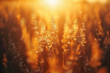 Wildflower or grasses bask in the warm golden hour light of the setting sun creating a peaceful and idyllic natural scene