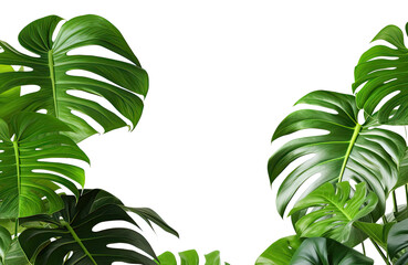 Tropical leaves foliage plant bush floral arrangement nature backdrop isolated on transparent background, clipping path included. square frame.