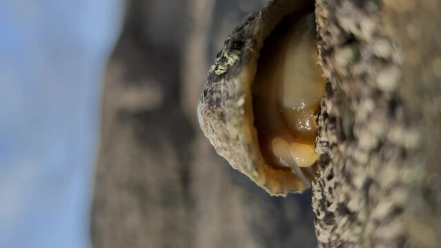 The Common Limpet hiding, Patella vulgata, Sea Mollusc, is an aquatic snail with uncommonly strong teeth.