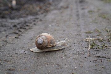 snail on the muddy ground
