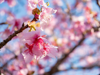 河津桜の花