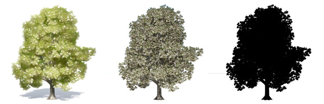 Set or collection of Granny Smith trees, painted, natural and as a black silhouette on white background. Concept or conceptual 3d illustration for nature, ecology and conservation, strength, beauty