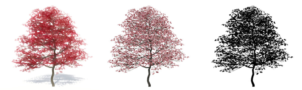 Set or collection of Flowering Dogwood trees, painted, natural and as a black silhouette on white background. Conceptual 3d illustration for nature, ecology and conservation, strength, beauty