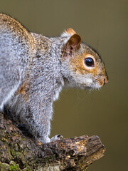 Grey Squirrel, Sciurus carolinensis in a forest