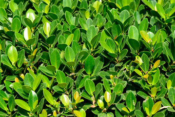 Green leaves plant (Banyan tree or Ficus annulata) pattern for background
