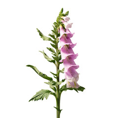 foxglove flower isolated on transparent background, png - obrazy, fototapety, plakaty