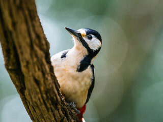 Male of Great Spotted Woodpecker, Dendrocopos major, bird in forest at winter sun