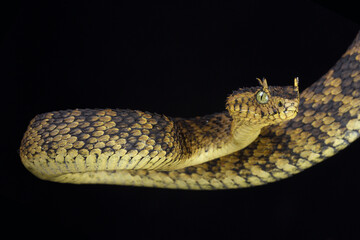 A portrait of a Matilda's Horned Viper
