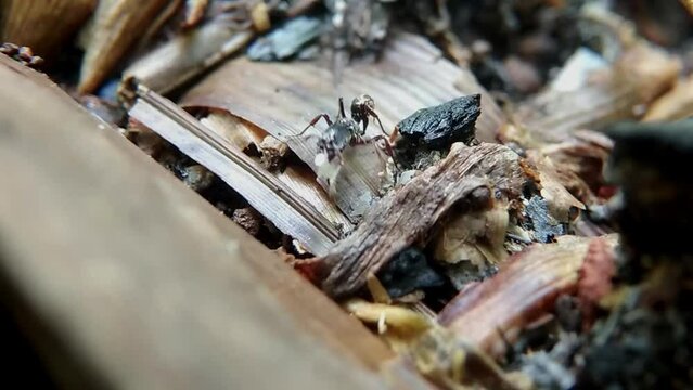 Black carpenter ants eat insects among dry leaf litter