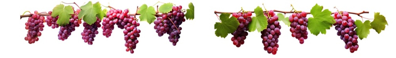 Fototapeta premium red grapes on a branch with leaves. vine or ivy. isolated on a transparent background. PNG, cutout, or clipping path. 