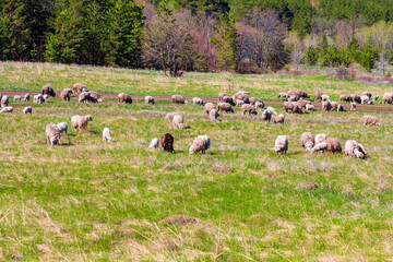 a large herd of rams and sheep will be saved on a hilly square on a spring sunny day