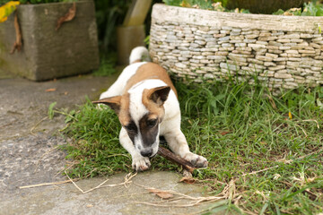 Cute puppy chewing a stick in the yard. Funny dog on the lawn