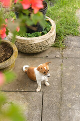 Cute puppy sitting in the yard against the background of plants. Funny white and brown dog looking at the street