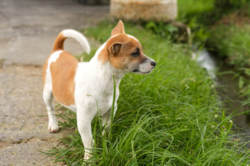 Cute puppy walking on the grass in the yard. Funny white and brown dog on the lawn. Dog care and advertising concept for pet stores