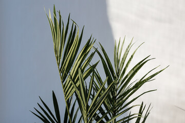 Green palm tree leaves on grey concrete wall background