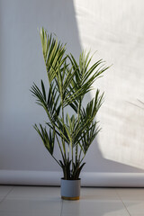 Green palm tree in a pot on grey background