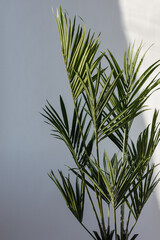 Green palm tree on the background of gray wall and sunlight