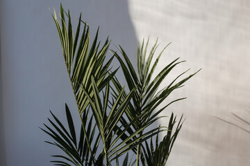Green palm tree leaves on grey wall background