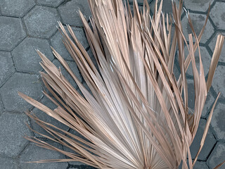 Dry palm leaf on asphalt background close-up Dry palm leaf on asphalt