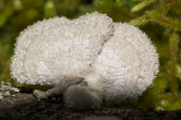 Hericium erinaceus mushroom fungus white with hairs tree trunk horizontal