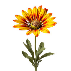 gazania isolate on transparent background, png