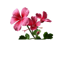 gerbera daisy isolate on transparent background, png