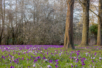 Selective focus a group of multicolour white purple crocus flowers on green grass meadow in the park, The flowers are one of the brightest and earliest spring bloom, Nature floral pattern background.