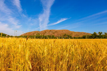 ripe wheat field against the backdrop of the Ural Ranges on a sunny day