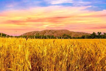 ripe wheat field against the backdrop of the Ural Ranges on a sunny day