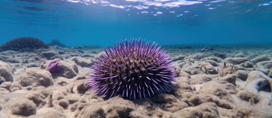 Naklejka na ściany i meble A long spined sea urchin is seen resting on the sandy bottom of a coral reef in the ocean. The sea creature is stationary and blending in with its surroundings.