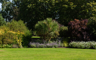 Obraz premium A yucca palm tree in a botanical garden, park. Amazing green beautiful flora