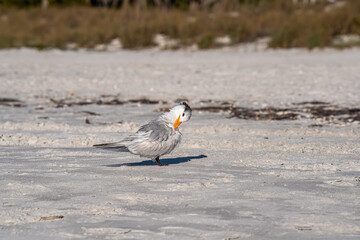 seagull on the beach
