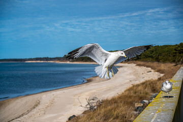 seagull on the beach