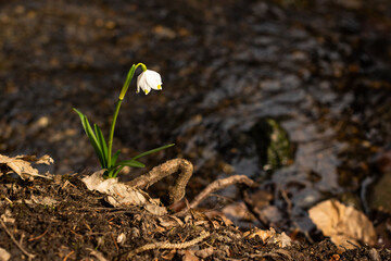 Blooming spring snowlakes growing by the small stream in the Rakovecke valley in the South Moravia in the Czech republic